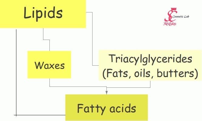 Fat Lipid 66