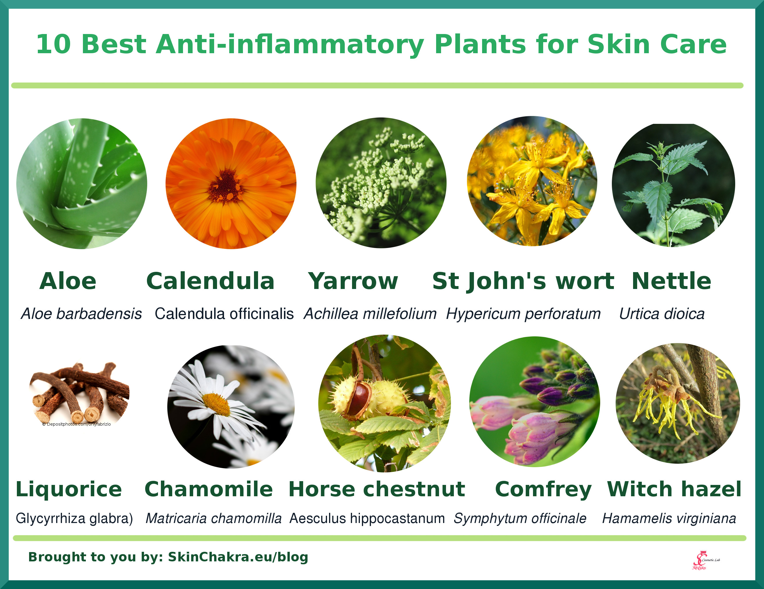 10 best anti-inflammatory plants for skin care - Swettis Beauty Blog