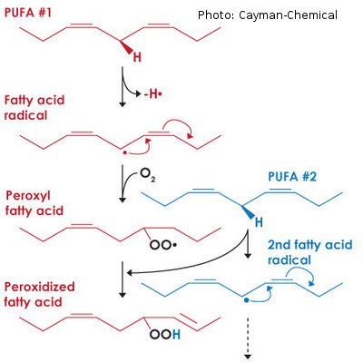 Oxidation der C-C Doppelverbindung