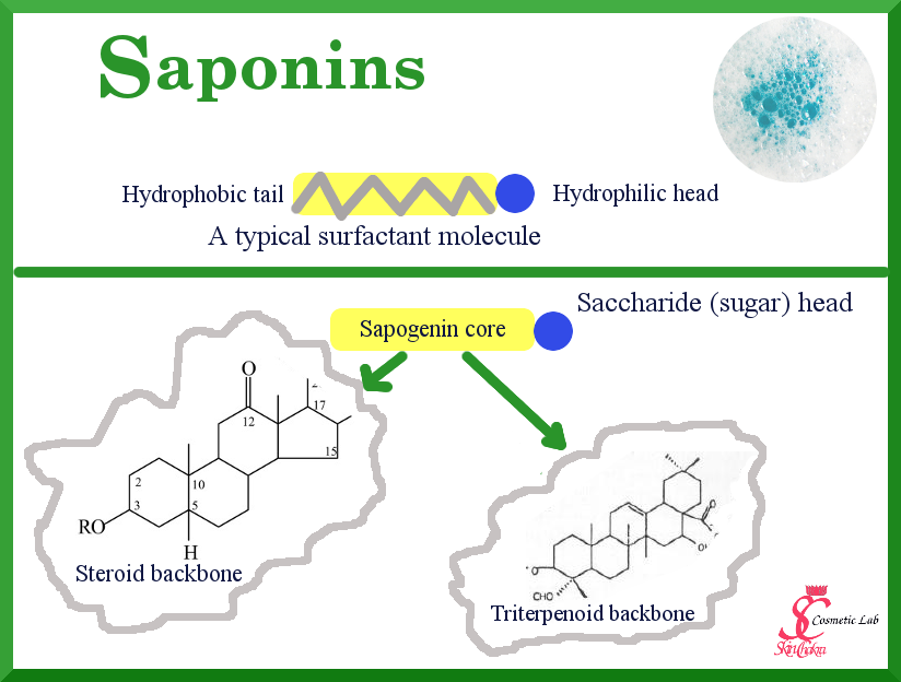 saponins backbone
