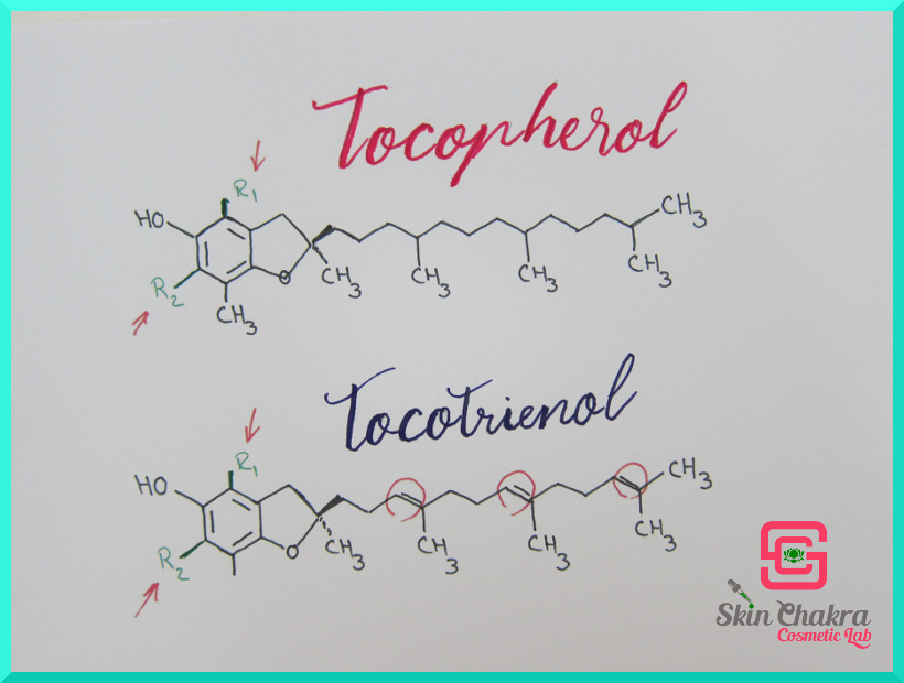 tocopherols vs tocotrienols