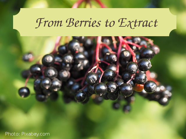 Making elderberry extract