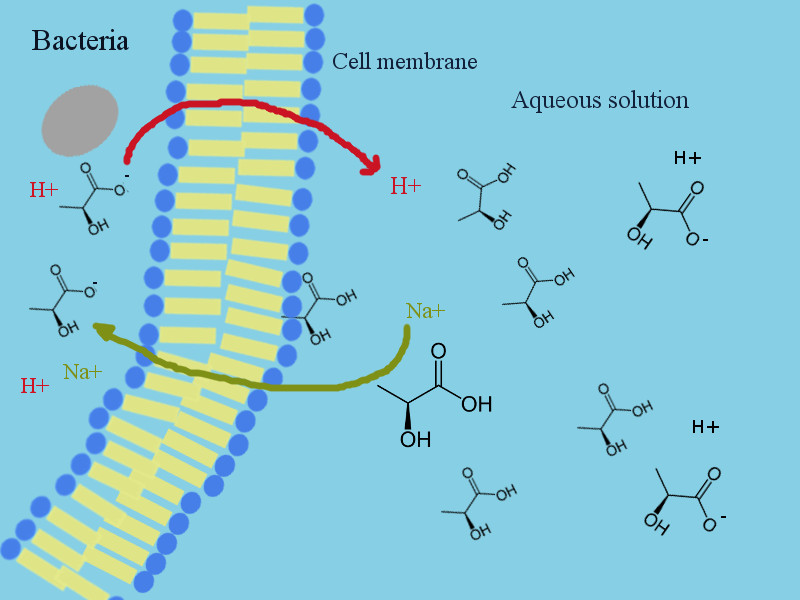 the mechanism of action of weak acid preservatives