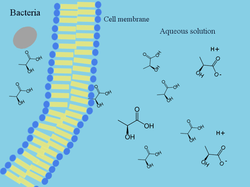 mechanism of action of weak acids as preservatives