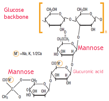 Xanthan Gum Polysaccharides