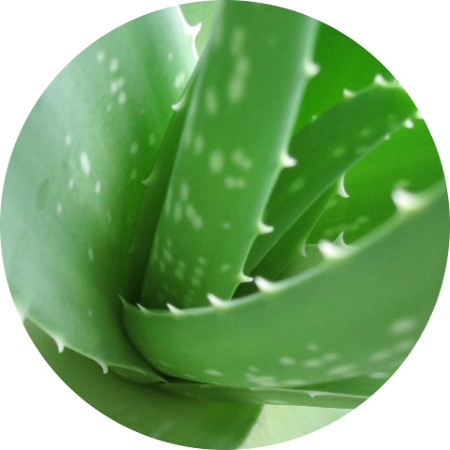 aloe-anti-inflammatory-skincare