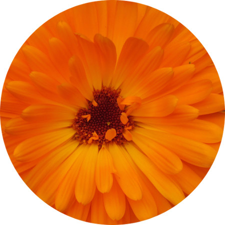 calendula in skin care