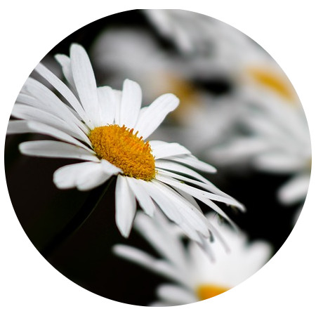 chamomile in skin care