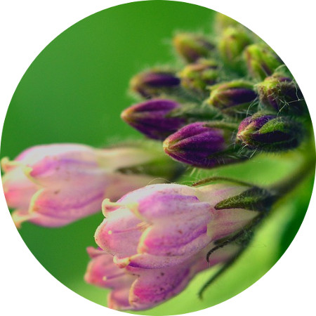 comfrey- anti-inflammatory-skin care