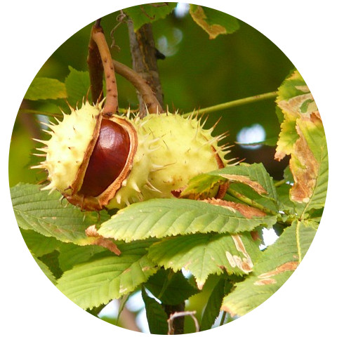 horse chestnut- skin care