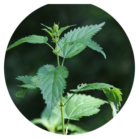 nettle-anti-inflammatory-skin care