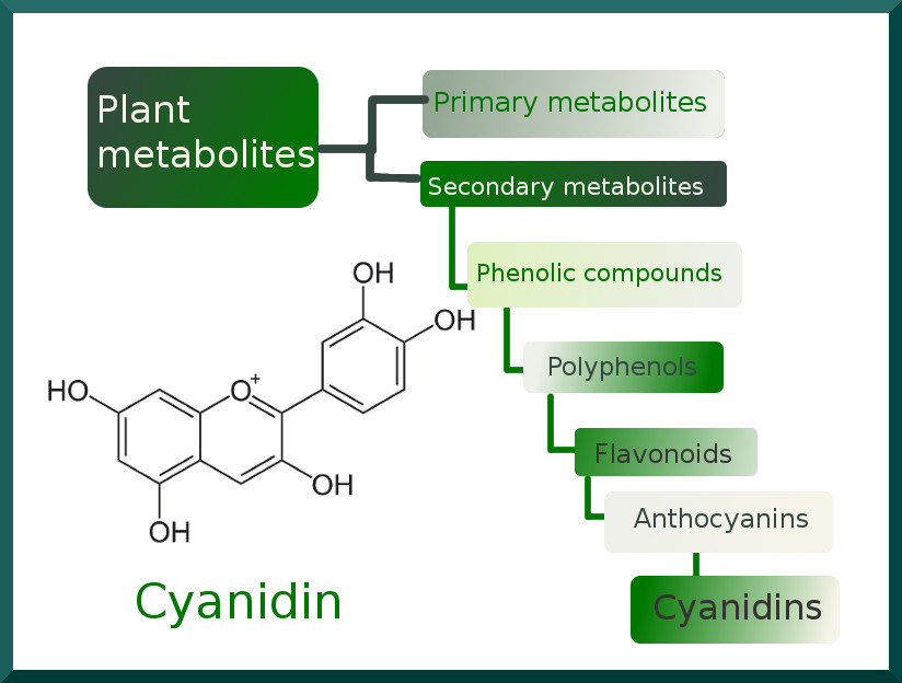 cyanidins in plant metabolites hierarchy