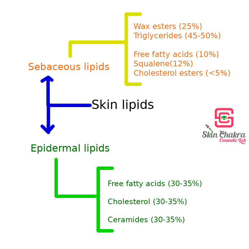 skin-lipids.jpg