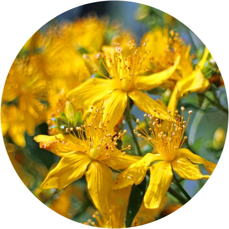 st-johns-wort-skin care