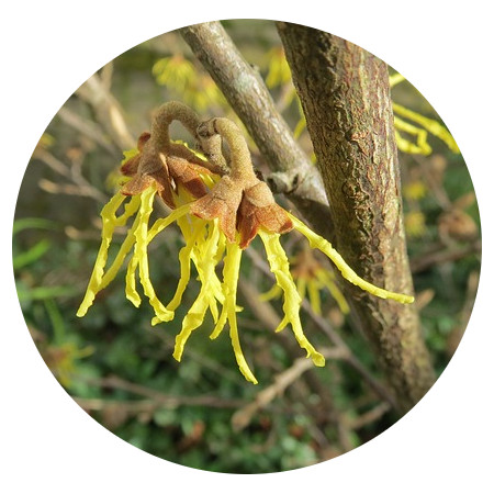 witch-hazel-skin care