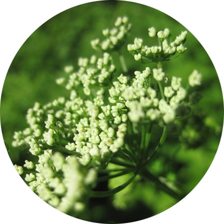 yarrow-anti-inflammatory-skin care